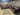 SycamoreAthensSect